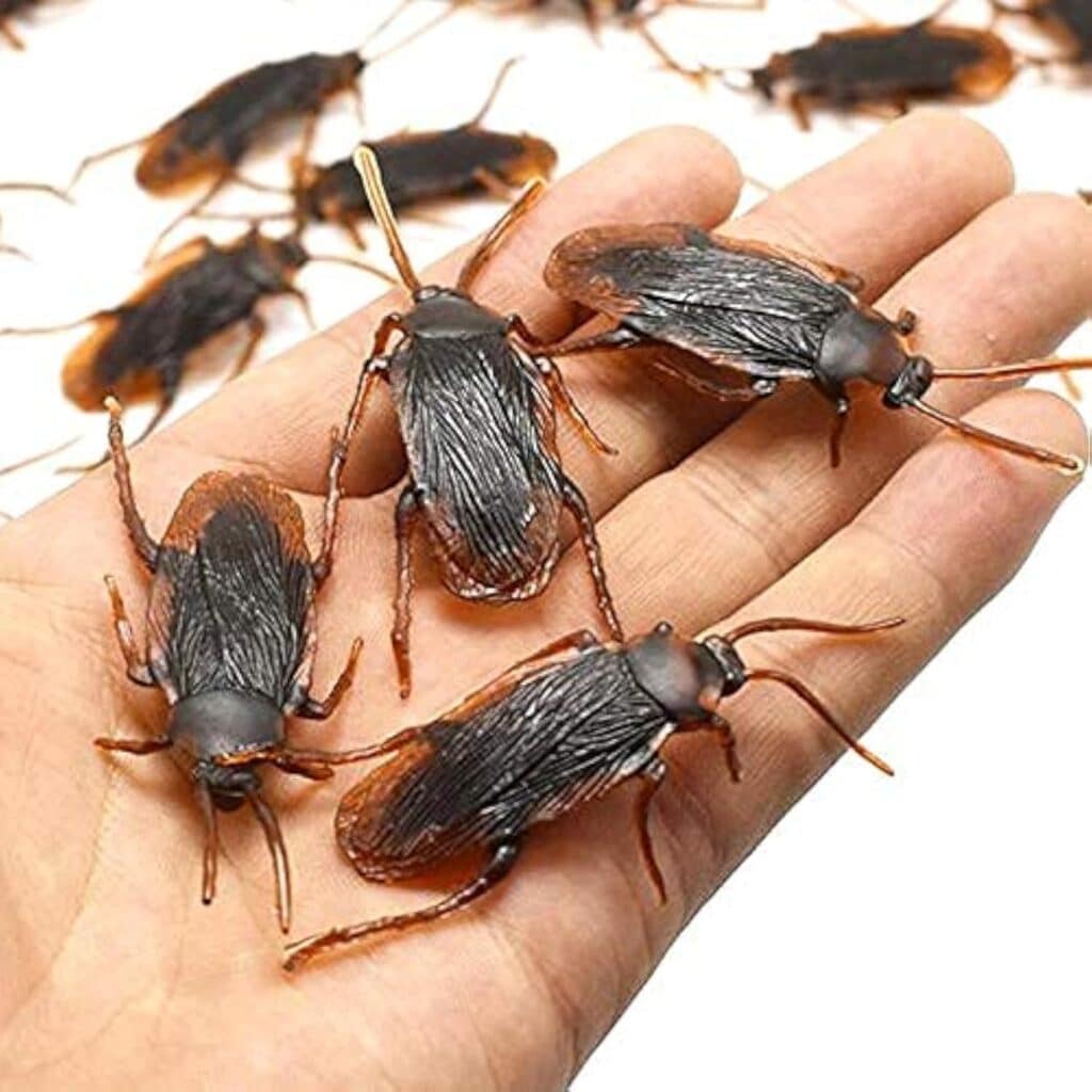Showcasing fake cockroaches from Amazon